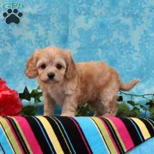 Kenny, Cavalier King Charles Mix Puppy